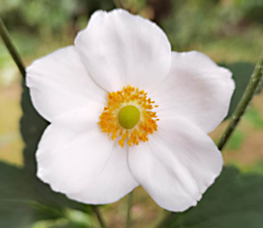 Anemone japonica